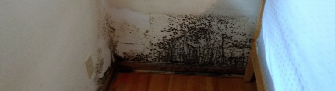 black_mold